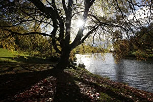 Images Dated 3rd November 2013: The autumn sun shines through a tree almost stripped of its leaves at Stourhead Gardens