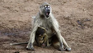 A baboon yawns while breastfeeding its baby at the Tsavo West national park within the A baboon yawns while breastfeeding its baby at the Tsavo West national park within the
