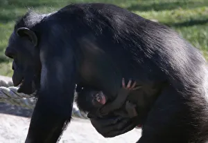 A baby chimpanzee holds onto its mother as she walks around their enclosure at Sydney's A baby chimpanzee holds onto its mother as she walks around their enclosure at Sydney's
