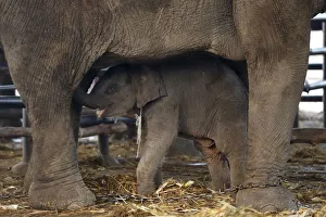 A baby elephant stands under her mother during Thailands national elephant day A baby elephant stands under her mother during Thailands national elephant day