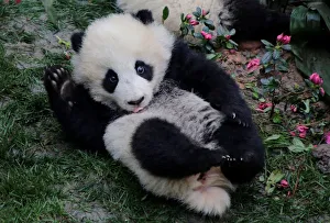 A baby giant panda plays at Chengdu Research Base of Giant Panda Breeding in Chengdu A baby giant panda plays at Chengdu Research Base of Giant Panda Breeding in Chengdu