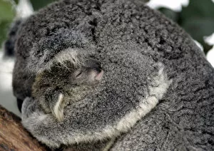 Australia Koalas