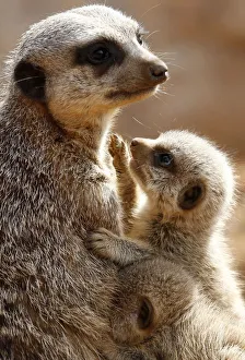 Two baby Meerkats cuddle with their mother in their enclosure at Chester Zoo Two baby Meerkats cuddle with their mother in their enclosure at Chester Zoo
