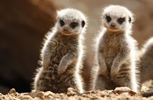 Two baby Meerkats stand in the sunshine in their enclosure at Chester Zoo Two baby Meerkats stand in the sunshine in their enclosure at Chester Zoo
