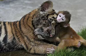 Images Dated 2nd August 2012: A baby rhesus macaque (Macaca mulatta) plays with a tiger cub at a zoo in Hefei