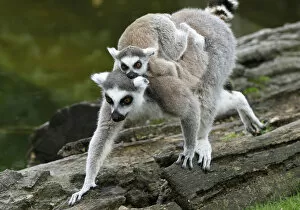 A baby Ring-tailed Lemur rests on its mothers back at Schoenbrunn zoo in Vienna