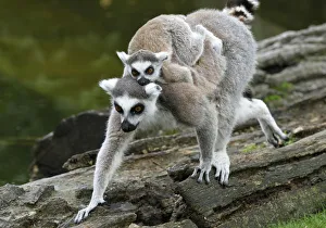 A baby Ring-tailed Lemur rests on its mothers back at Schoenbrunn zoo in Vienna A baby Ring-tailed Lemur rests on its mothers back at Schoenbrunn zoo in Vienna