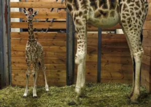 A baby Rothschild giraffe stands next to her mother Kleopatra in their enclosure at A baby Rothschild giraffe stands next to her mother Kleopatra in their enclosure at