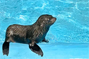 A baby sea lion stands at the Buenos Aires Zoo A baby sea lion stands at the Buenos Aires Zoo