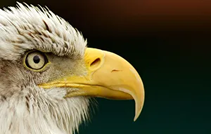 A Bald Eagle is seen at Cabarceno nature reserve near Santander in northern Spain A Bald Eagle is seen at Cabarceno nature reserve near Santander in northern Spain