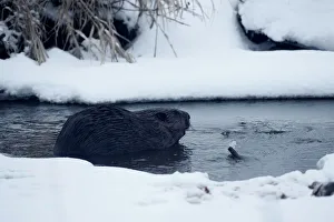 Beaver is seen in a channel in Republican landscape reserve Naliboksky near the village Beaver is seen in a channel in Republican landscape reserve Naliboksky near the village