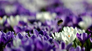 A bee collects pollen from a field of crocuses at Kew Gardens in London A bee collects pollen from a field of crocuses at Kew Gardens in London
