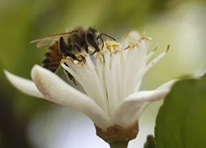 A bee collects pollen from a lemon blossom in a public park in Amman A bee collects pollen from a lemon blossom in a public park in Amman