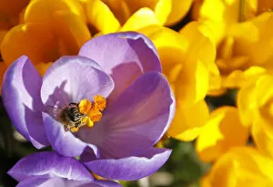 Images Dated 21st March 2010: A bee collects pollen on a purple crocus in Darmstadt