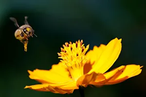 A bee flies over a cosmos flower at a park in Seoul A bee flies over a cosmos flower at a park in Seoul
