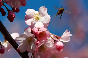A bee is pictured during a cherry blossom season on a street at Berlins Lichterfelde A bee is pictured during a cherry blossom season on a street at Berlins Lichterfelde