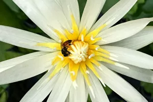 Flowers Gallery: A bee is seen in a lotus flower at a garden in Bangkok