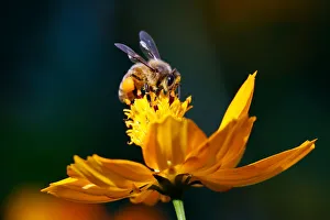 A bee sits on a cosmos flower at a park in Seoul A bee sits on a cosmos flower at a park in Seoul