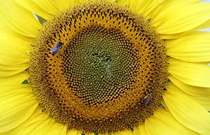 Bees collect nectar from a sunflower on a field in Sirisia District Bees collect nectar from a sunflower on a field in Sirisia District