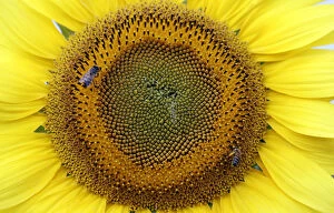 Flowers Gallery: Bees collect nectar from a sunflower on a field in Sirisia District, near the Kenya-Uganda border