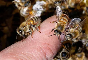 Bees are seen on a beekeepers finger at an apiary, in Casablanca Bees are seen on a beekeepers finger at an apiary, in Casablanca