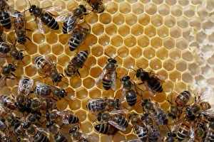 Bees are seen on a honeycomb at an apiary, in Casablanca Bees are seen on a honeycomb at an apiary, in Casablanca