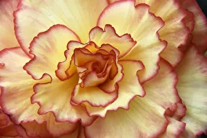 A Begonia is displayed at the Royal Horticultural Soceitys Chelsea Flower Show in A Begonia is displayed at the Royal Horticultural Soceitys Chelsea Flower Show in