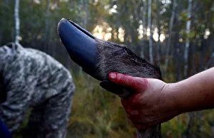 Belarusian hunters cut a killed elk as they take part in the hunting of wild ungulates Belarusian hunters cut a killed elk as they take part in the hunting of wild ungulates