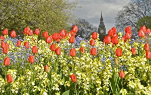 The Big Ben clock tower is seen behind spring flowers in central London The Big Ben clock tower is seen behind spring flowers in central London
