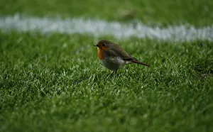 A bird bounces over the soccer pitch during the Europa League group D soccer match A bird bounces over the soccer pitch during the Europa League group D soccer match