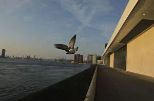 Images Dated 23rd September 2019: A bird flies away over the East River during the 2019 United Nations Climate Action
