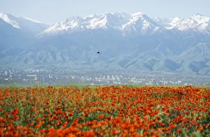 A bird flies over a blossoming poppy field against the backdrop of a city A bird flies over a blossoming poppy field against the backdrop of a city