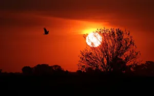 A bird flies over a corn field at sunset near Rafaela A bird flies over a corn field at sunset near Rafaela