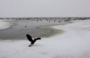 A bird with frozen feathers tries to fly at the frozen Dojran lake A bird with frozen feathers tries to fly at the frozen Dojran lake