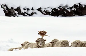 A bird rests on the head of a sheep after a heavy snowfall at Balmaceda town A bird rests on the head of a sheep after a heavy snowfall at Balmaceda town