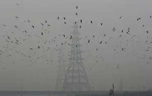 Birds fly next to electricity pylons on a smoggy afternoon in the old quarters of Delhi Birds fly next to electricity pylons on a smoggy afternoon in the old quarters of Delhi