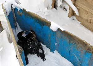 Birds gather to warm themselves in a boat at the frozen Dojran lake Birds gather to warm themselves in a boat at the frozen Dojran lake