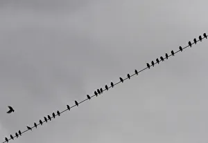 Birds perch on power lines above farmland near Tirana Birds perch on power lines above farmland near Tirana
