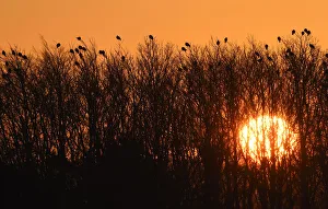 Birds roost in trees at sunrise near the coastline of The Wash near Snettisham in east Birds roost in trees at sunrise near the coastline of The Wash near Snettisham in east