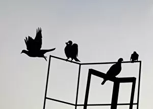 Birds sit on a roof in Berlin as one flies off