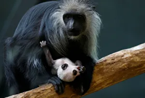 A black-and-white colobus monkey holds its 11 days old infant at its enclosure in A black-and-white colobus monkey holds its 11 days old infant at its enclosure in