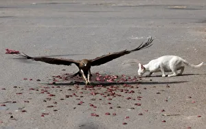 A black kite flies past a cat to catch a piece of meat, left by people who believe A black kite flies past a cat to catch a piece of meat, left by people who believe