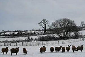 Black sheep are seen in the snow in Hillsborough