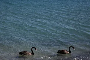 Two black swans swim on a beach in Limassol