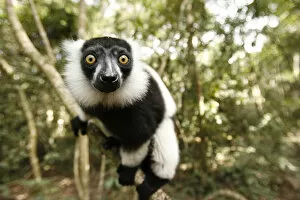 Images Dated 30th September 2007: A Black and White Ruffed Lemur clings to a branch at the Monkeyland Primate Sanctuary