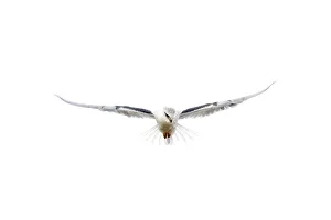 A black-winged kite hovers as it hunts at the Hula Lake Ornithology A black-winged kite hovers as it hunts at the Hula Lake Ornithology