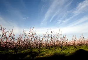 Images Dated 19th August 2005: Blossoming peach trees are seen in an orchard in Melilla, on the outskirts of Montevideo