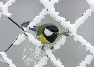 A Blue Tit sits on a wire fence in a garden in Goroshki A Blue Tit sits on a wire fence in a garden in Goroshki
