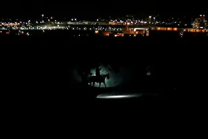 Border Patrol agents on horses track a man along the Rio Grande River after he illegally Border Patrol agents on horses track a man along the Rio Grande River after he illegally
