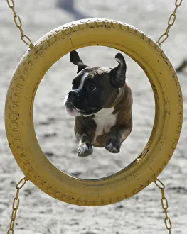 A boxer dog jumps through a tyre during an annual dog show in the southern Russian city A boxer dog jumps through a tyre during an annual dog show in the southern Russian city